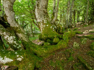 Fototapeta premium shadowy beech with moss on the trees and roots