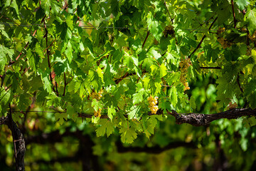 Many green yellow wine Grechetto grapes hanging on grapevine bunch under vine in Assisi, Umbria...