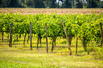 Fototapeta na wymiar Rows of purple red wine grapes bunches hanging on grapevine in Umbria, Italy vineyard winery countryside during sunny summer day