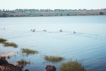 Geese in the Secaucus river