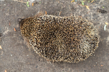 European hedgehog or Erinaceus europaeus in nature © natagolubnycha