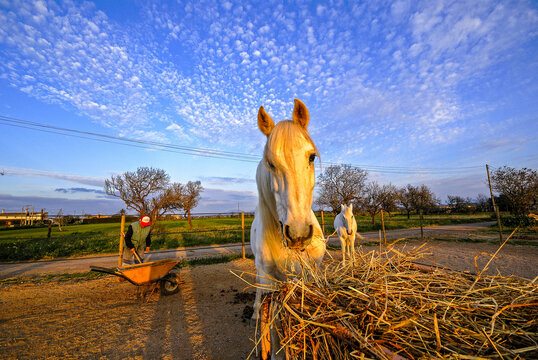 caballo rumiando, Campos del Puerto, Mallorca, Balearic Islands, Spain