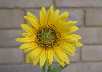 THE BEAUTY OF A SUNFLOWER