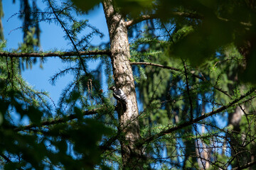 Specht auf einem Baum