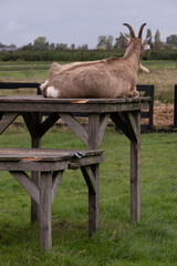 Naklejka premium Goat lies on a wooden decking with wooden legs in a lawn and oversees the pasture