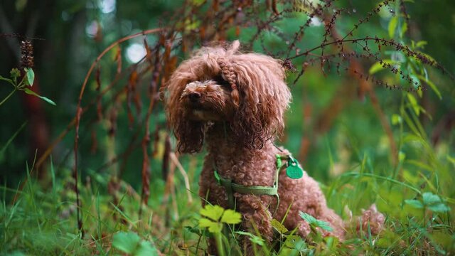 small poodle with funny haircut sitting in the nature