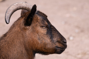 Head of a brown dwarf or pygmy goat with horn in side view. Focus on the eye. Narrow depth of field