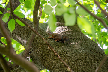 Eichhörnchen auf einem Baum