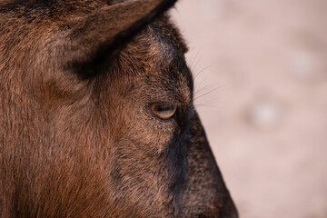 Part of the head of a brown dwarf or pygmy goat in side view. Focus on the eye. Narrow depth of field