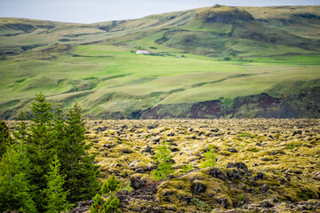 Lava Field flow in Iceland with green trees and moss covered rocks stones in southern ring road and house in distance
