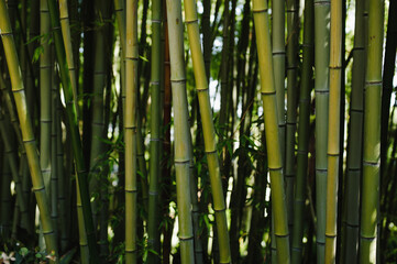 Green bamboo in the park. Bamboo Forest.