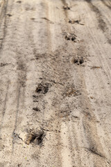 Wild boar footprints in the sand