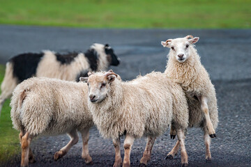 Fototapeta premium Closeup of many sheep animals herd mating reproducing in Iceland countryside rural farm on road