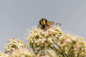 honeybee emerging from a flower