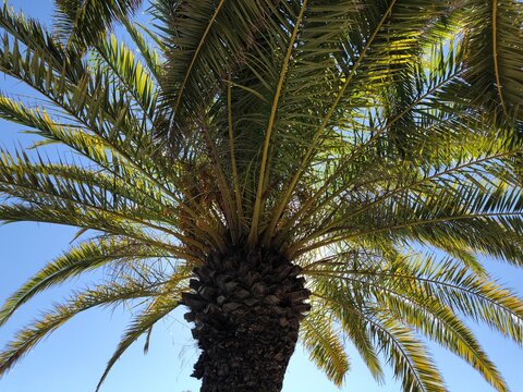 Palm tree