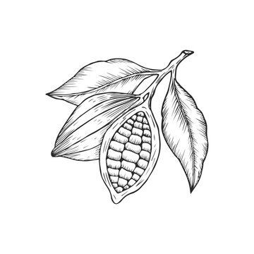 Cocoa beans logo isolated of white background. Hand drawn skatch style. Vector illustration.
