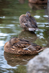 Enten im Wasser