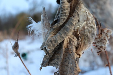 Plant in the winter 