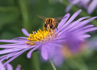 Schwebfliege auf einer lila Blüte