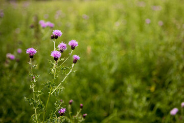 Cirsium vulgare. Purple spear thistle in a UK meadow. Spiky wildflower