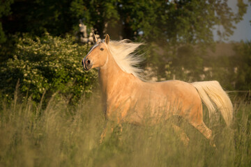 Lusitano Wallach