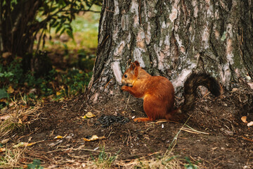  A squirrel under a tree in the autumn forest gnaws seeds