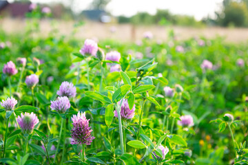 Obraz premium clover flower. Meadow clover on a green background.