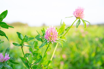 Obraz premium Flowering meadow in spring, flowering clover in meadow