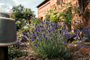 Bäuerliches Blumenbeet mit Lavendel und Tontöpfen im Sommer