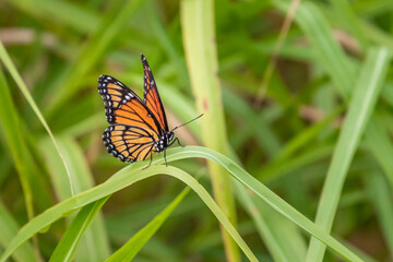 A Viceroy butterfly (Limenitis archippus) in a garden