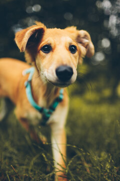 Young Dog Portrait Autumn