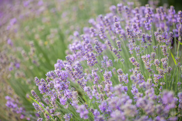 Fototapeta na wymiar Beautiful blooming lavender. Blooming lavender bush in sunlight. Summer.