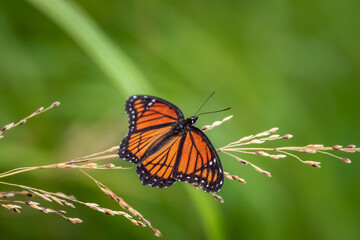 Fototapeta premium A Viceroy butterfly (Limenitis archippus) in a garden