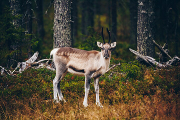 Young reindeer in fall forest in Finland.