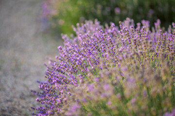 Beautiful blooming lavender. Blooming lavender bush in sunlight. Summer.