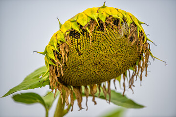 Closeup macro of one sunflower head flower ripe for harvesting in agriculture farm field in morning mist foggy weather with bokeh background