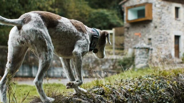 Dog walking on a stone wall invaded by vegetation, in a green rustic small village in Asturias