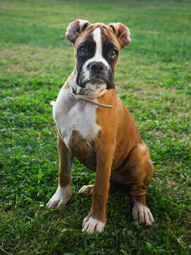 Boxer puppy sitting in the grass