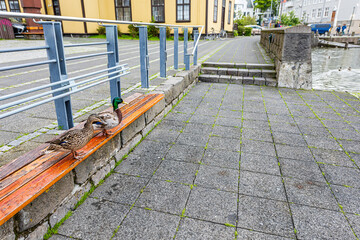 Reykjavik, Iceland Tjornin or Reykjavikurtjorn lake in downtown capital city with ducks on bench...