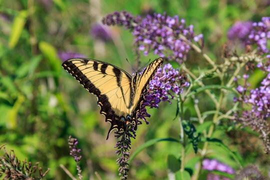Eastern Tiger Swallowtail (Papilio glaucus) in a flwer garden