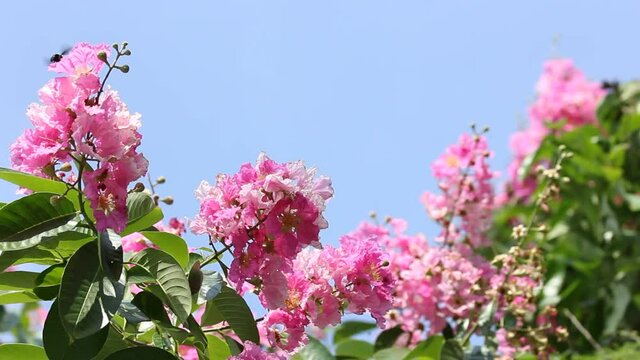 Pink Tabebuia rosea blossom