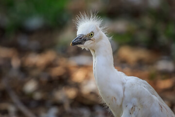 Juvenile Snowy Egret (Egretta thula).