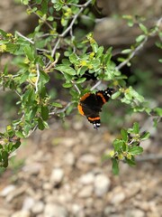 butterfly on a leaf at the barton creek greenbelt in Austin, Texas
