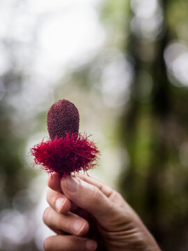 Seed pod in the Amazon Jungle