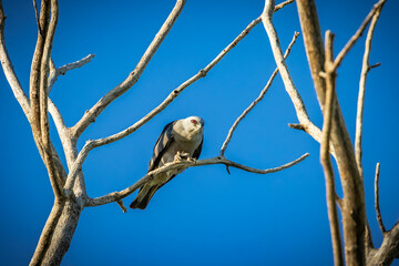 Mississippi Kite.(Ictinia mississippiensis) perched on a branch