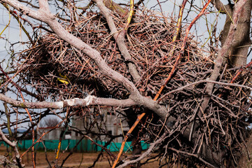 nido de pájaro en ramas de árbol con fondo de cielo nublado