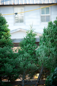 Lot Con Tree