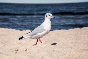 Möwe am Strand an der Ostsee im Sommer