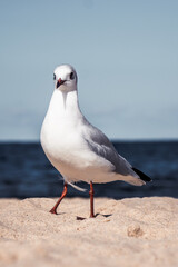 Möwe am Strand an der Ostsee im Sommer
