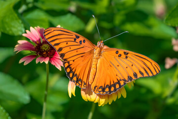 Gulf Fritillary (Agraulis vanillae)